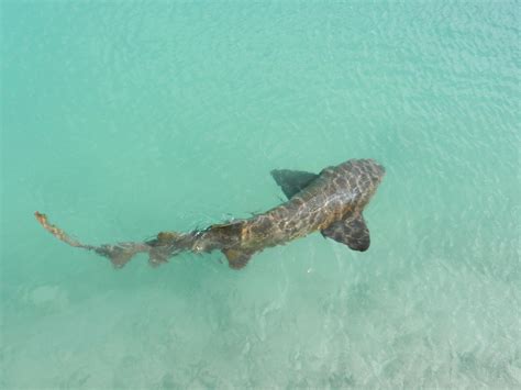 requin algerie|Un requin pèlerin géant capturé accidentellement。